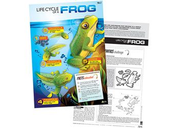 Poster - Life Cycle of a Frog 50x70cm