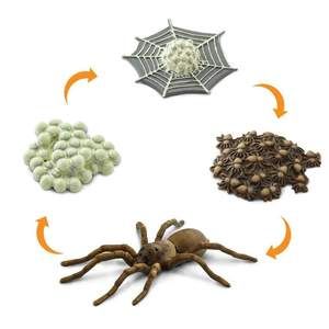 Life Cycle of a Spider