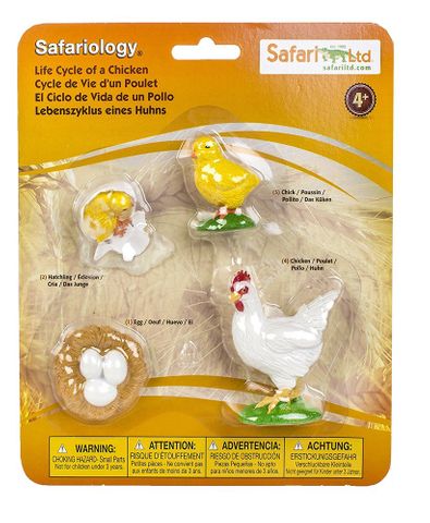 Life Cycle of a Chicken