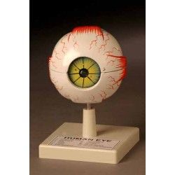 Human eye model plastic 3x