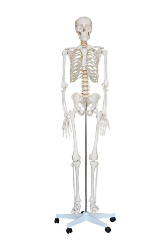 Skeleton life size 180cm PVC