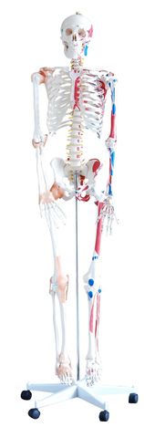 Skeleton with muscles & ligaments 180cm