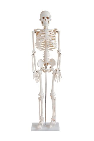 Skeleton model 85cm