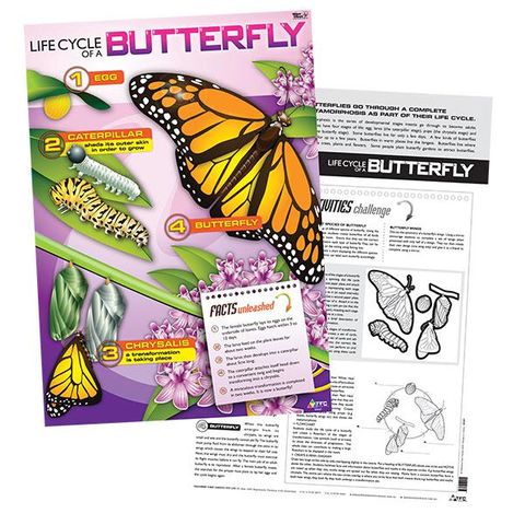 Poster - Life Cycle of a Butterfly