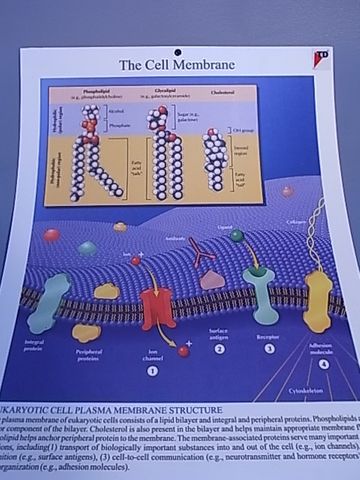 Chart Cell membrene 50x 66cm plastic