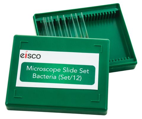 Microscope slides set Bacteria set/12