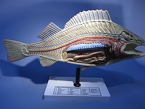 Model Fish dissection on stand