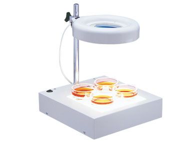 Maggylamp dual LED model