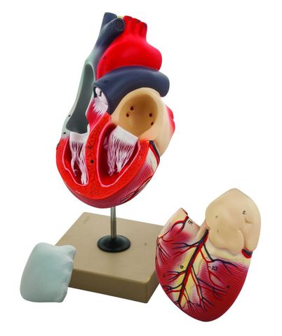 Model Heart human 2x life size 3 parts