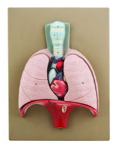 Model Heart & Lung 4 parts