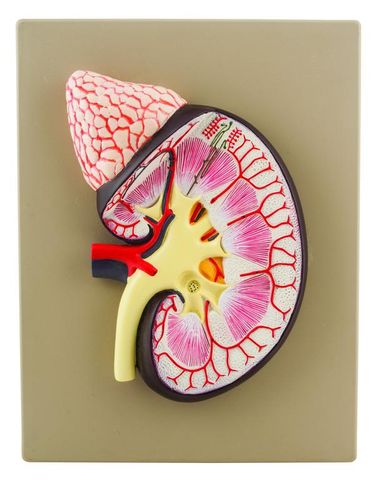 Model Kidney human 3x life size