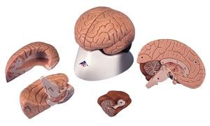 Model brain natural size 4 parts