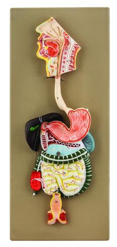 Model Digestive system mini 2 parts