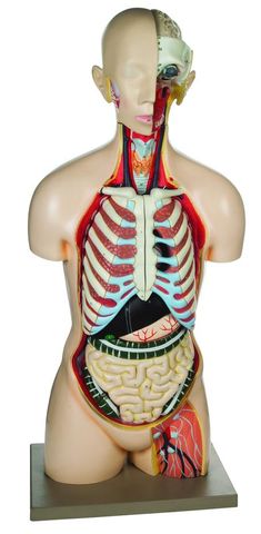 Model human torso sexless 13 parts