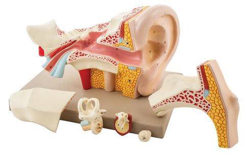 Model Ear human 6 parts 5x life size