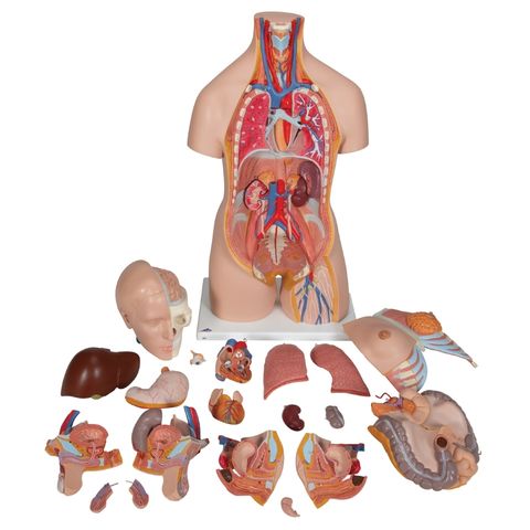 Torso with M/F organs 20 parts