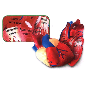 Human heart soft foam labelled
