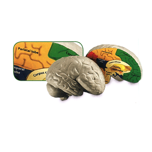 Human brain soft foam labelled