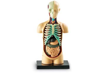 Human body anatomy body 31 piece