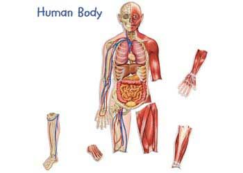 Double Sided Magnetic Human Body