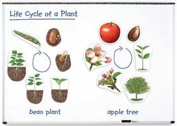 Giant magnetic plant lifecycle set