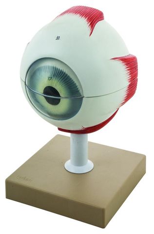 Model Eye human 5X life size 6 parts