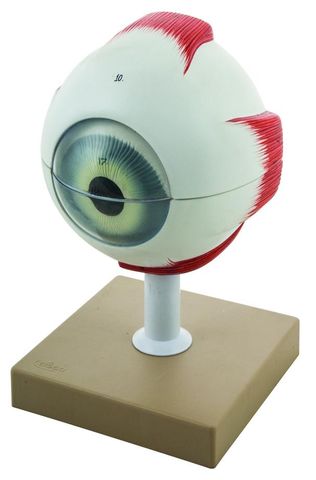 Model Eye human 6 parts 5x life size