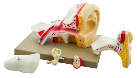 Model Ear human $X life size 5 parts