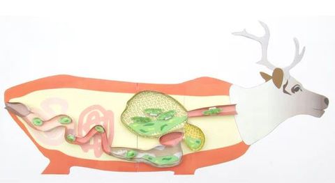 Reindeer (Caribou) Digestive System