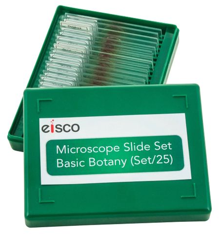 Microscope slides set Basic Botany