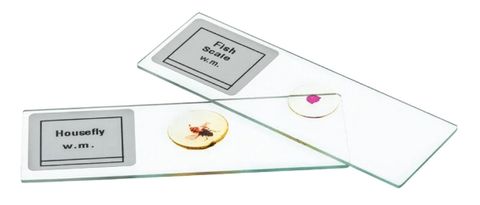 Prepared slide set - Basic Biology