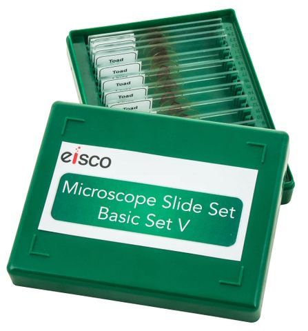 Microscope slides set Protozoa & Algae