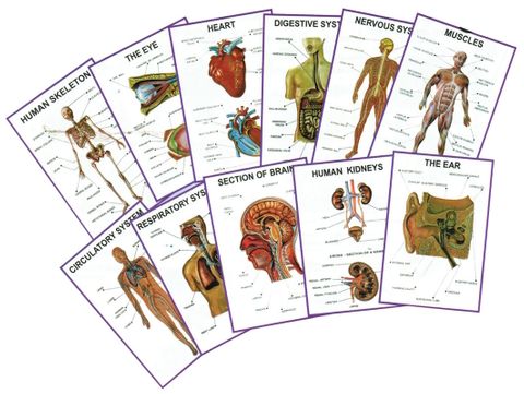 Charts 3D - Human Anatomy 25x35cm