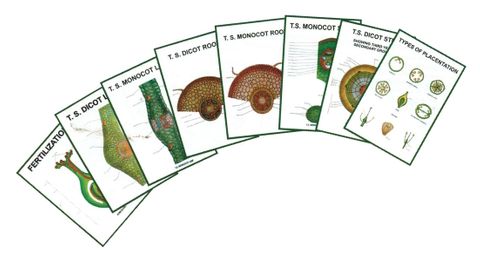 Charts 3D - General Botany III 25x35cm