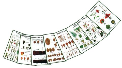 Charts 3D - General Botany IV 25x35cm
