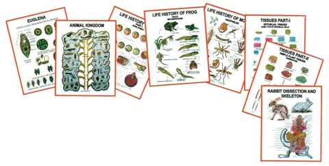 Charts 3D - General Zoology II 25x35cm