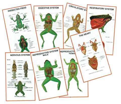 Charts 3D - General Zoology III 25x35cm