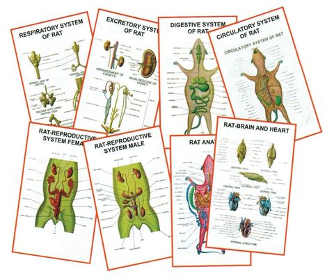 Charts 3D - General Zoology IV 25x35cm