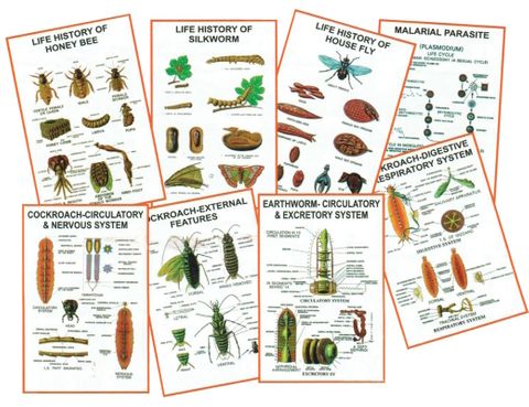 Charts 3D - General Zoology V 25x35cm