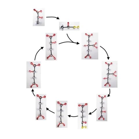 Krebs Cycle Biochemistry