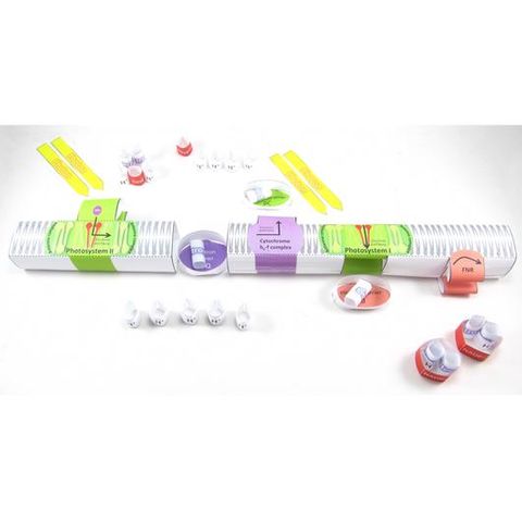 Photosynthesis Light Reactions