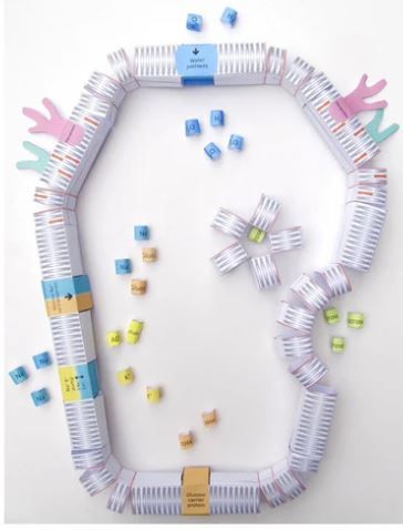 Cell membrane structure & transport