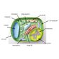 Simple Plant Cell