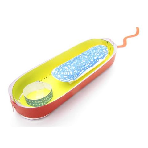 Simple Bacterial Cell