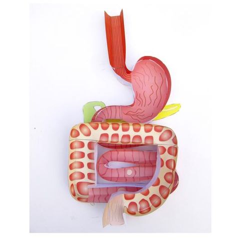 Digestive System