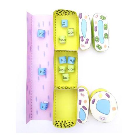 Phloem & Translocation