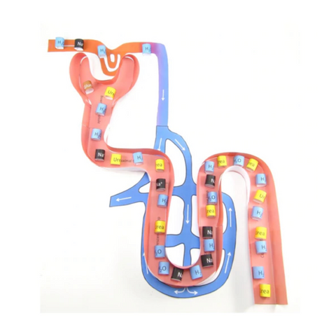 Nephron Model