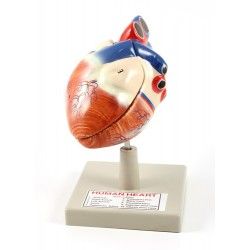 Human heart model plastic 1x