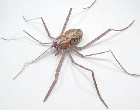 Giant House Spider