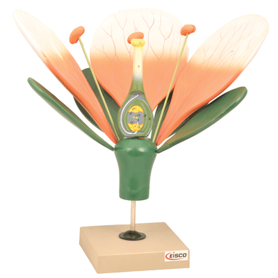 Flower 3D large model